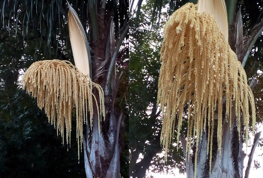 [Two photos spliced together. On the left is a side view of the drooping blooms. The stiff upright section is completely visible. The blooms are at a 45 degree angle to it. On the right is a front slightly-underside view of the flower strands. There are so many blooms on each strand the strands have more of a rope-like appearance due to the thickness of the strand. There are more than 50 strands from this pod. ]